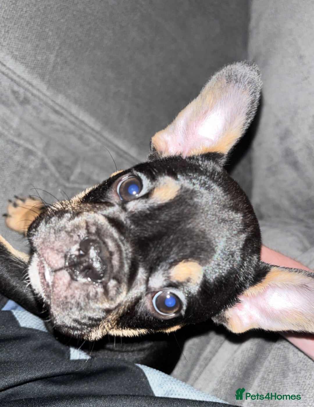 French Bulldog dogs for sale: Female frenchie puppy  - Advert 4