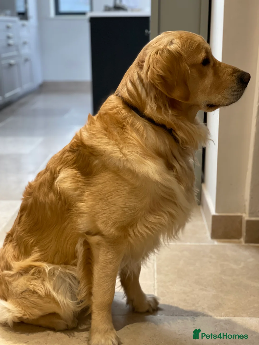 Golden Retriever dogs for stud: Available for stud in Coalville - Advert 3