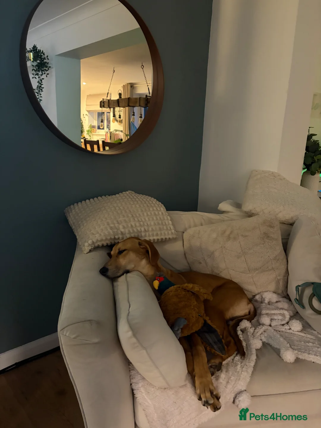 Mixed Breed dogs for sale: Saluki x Greyhound   - Advert 4