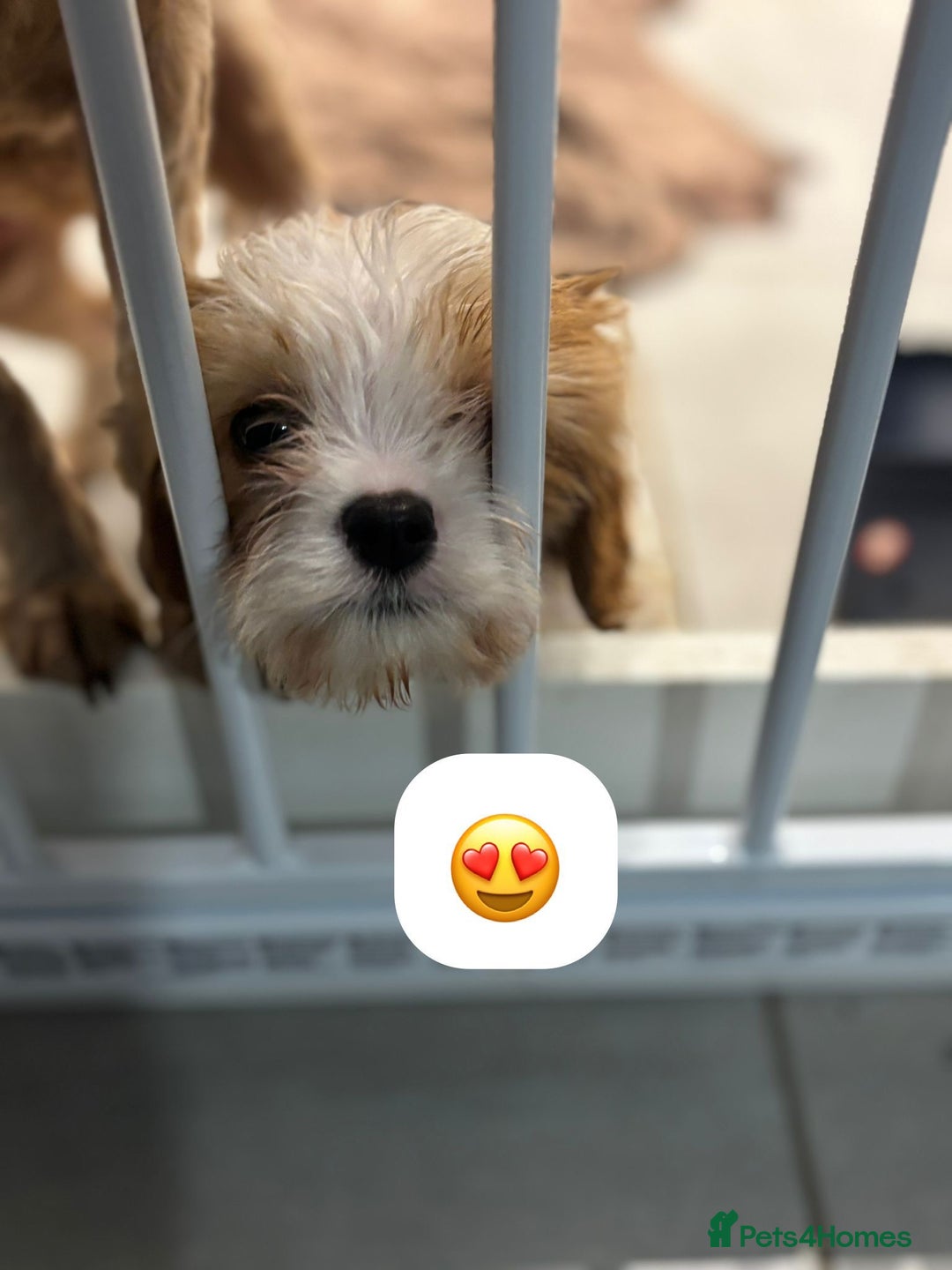 Cavapoo dogs for sale: Cavapoo - Advert 5