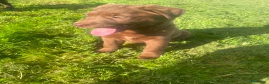 Mixed Breed 3