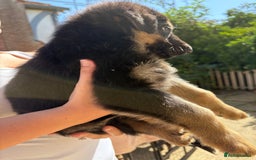 German Shepherd dogs for sale: German Shepherd Puppies - Image 21