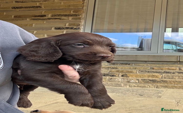 Cocker Spaniel dogs - Advert 8