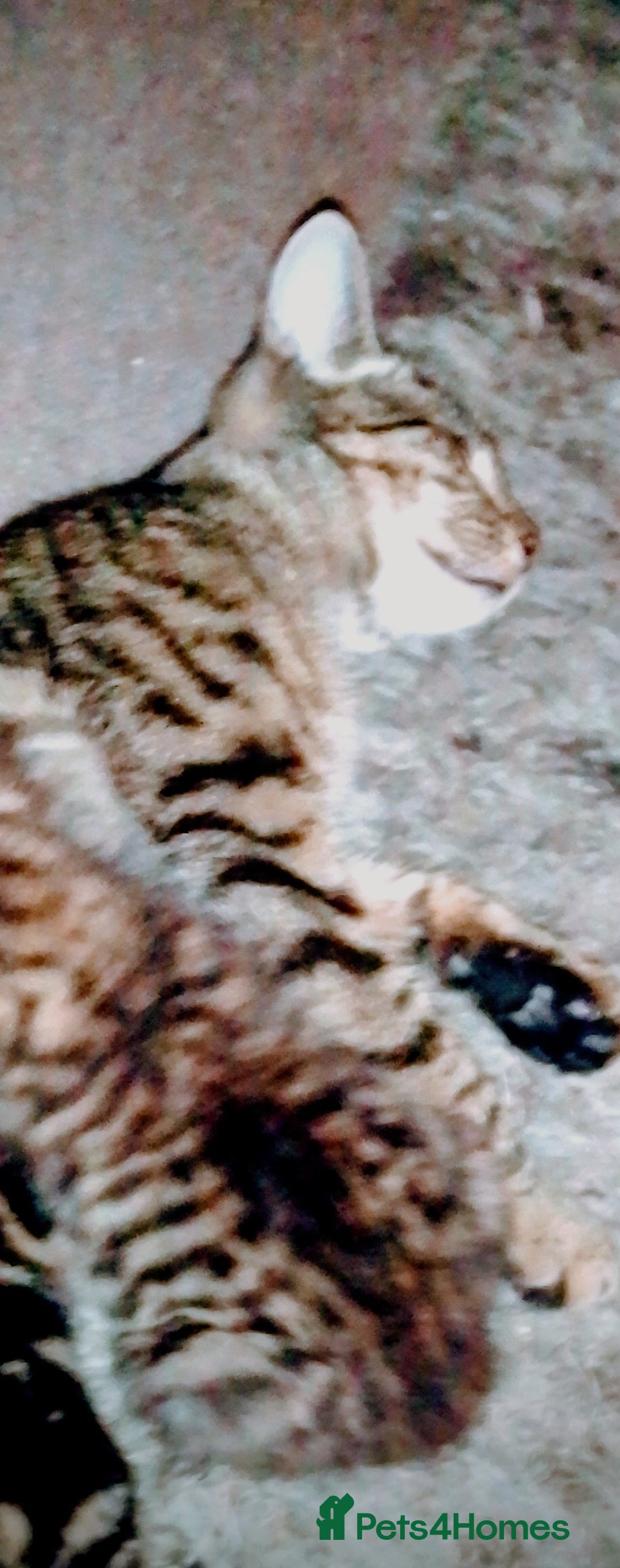 Mixed Breed cats for sale: Bengal mix - Image 10