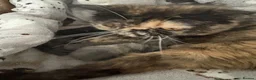 Exotic cats for sale: GCCF Registered blue cream exotic female   - Advert 4