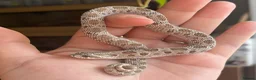 Snake reptiles for sale: Western Hognose Hatchlings - Advert 12