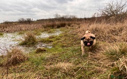 Pug dogs for sale: Loving 4yr old pug needs new home  in Stockton-on-Tees - Image 2