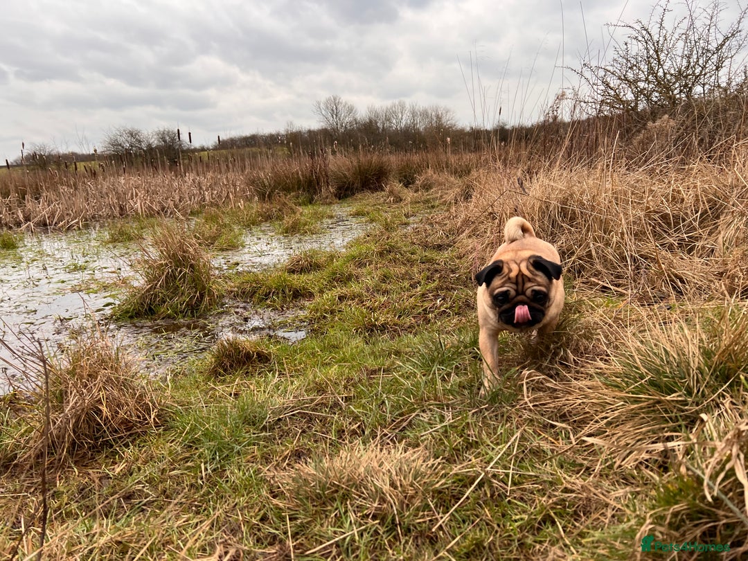 Pug dogs for sale: Loving 4yr old pug needs new home  in Stockton-on-Tees - Image 2