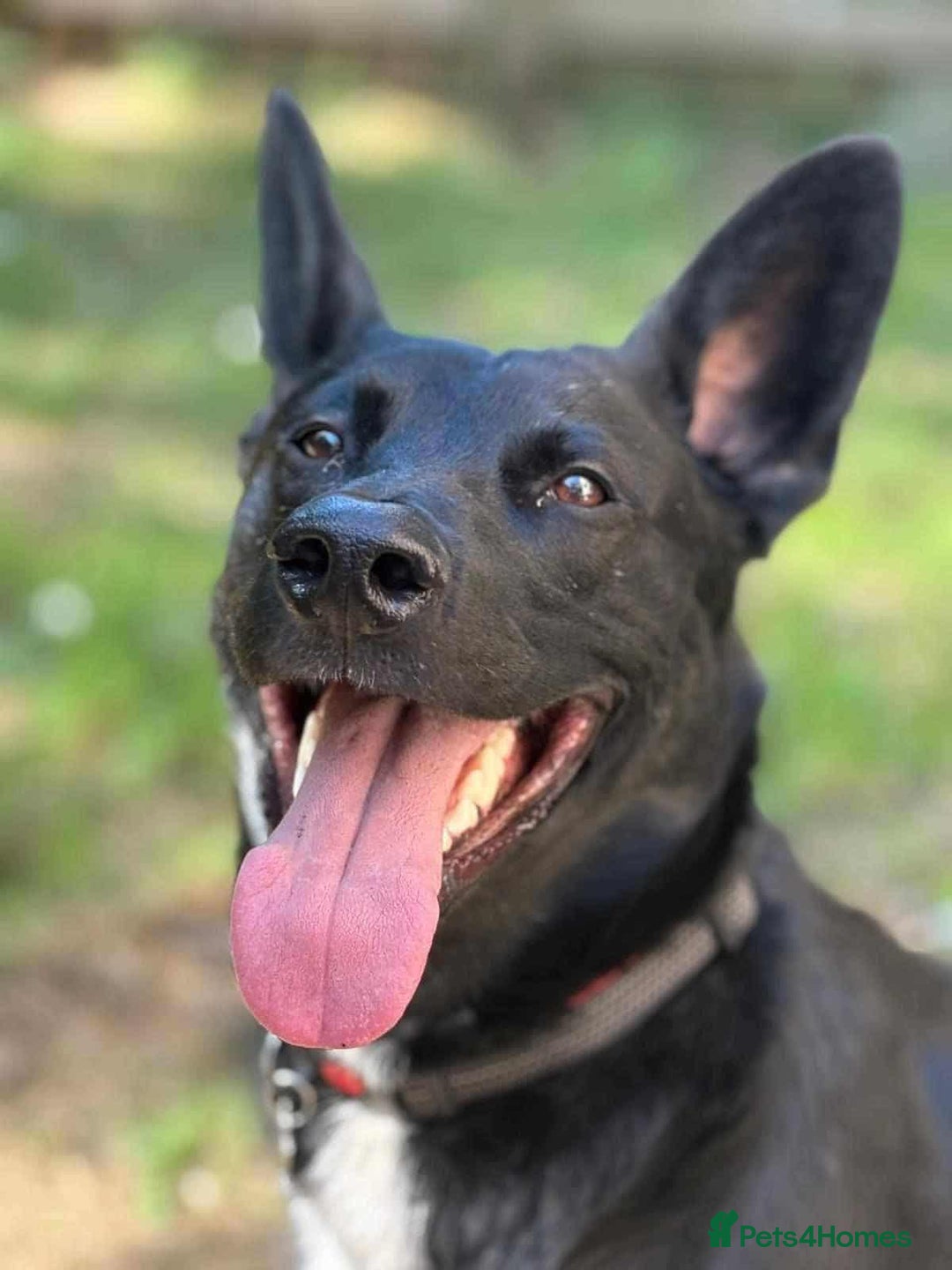 Mixed Breed dogs for adoption: WHISKY - 19 months old, Male, Mixed Breed - Image 4