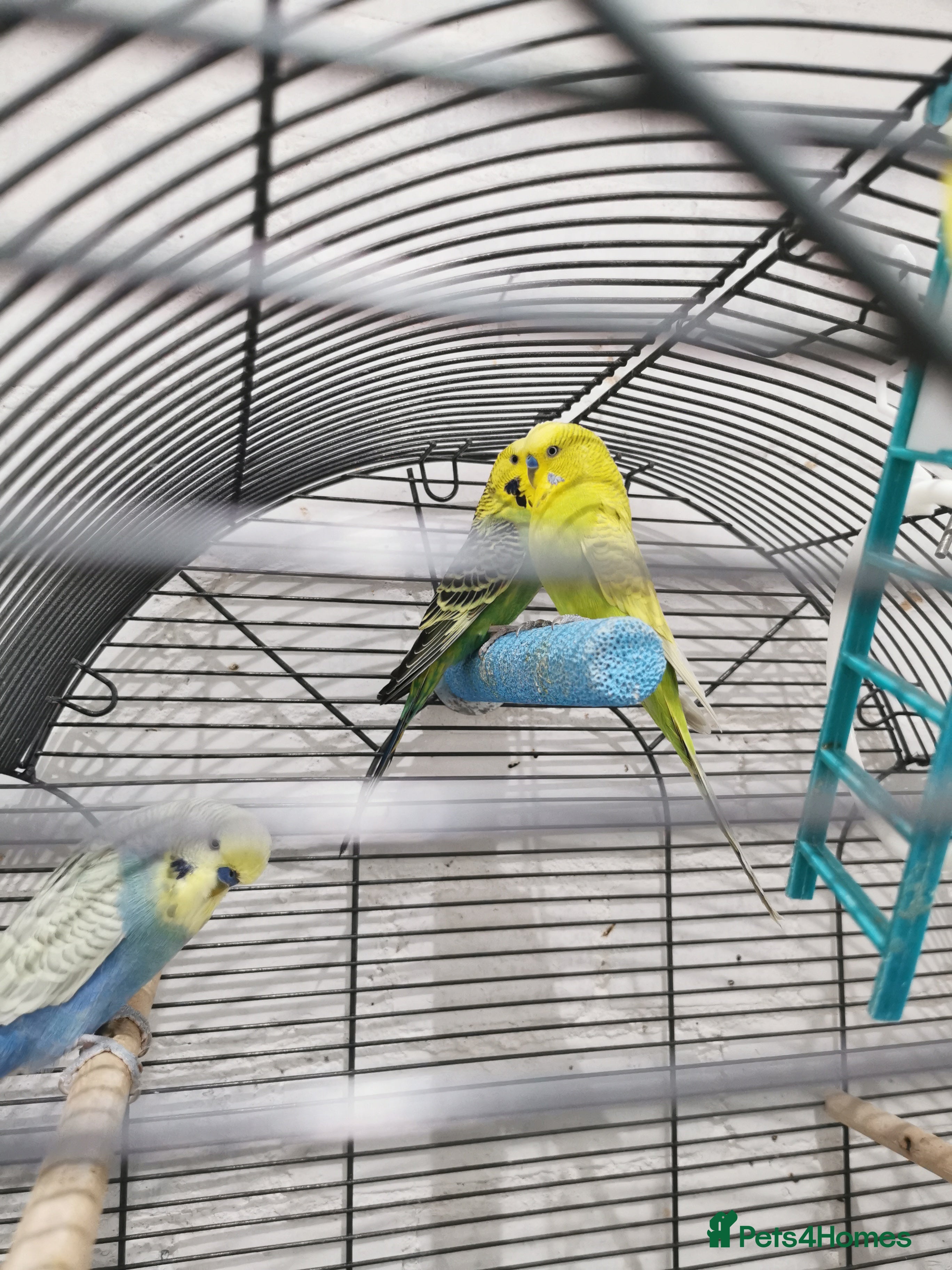 Budgerigars birds 2 boys and 1 girl budgies + big cage - Advert 2