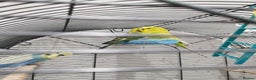 Budgerigars birds for sale: 2 boys and 1 girl budgies + big cage - Advert 1