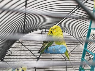 Budgerigars birds 2 boys and 1 girl budgies + big cage - Advert 1
