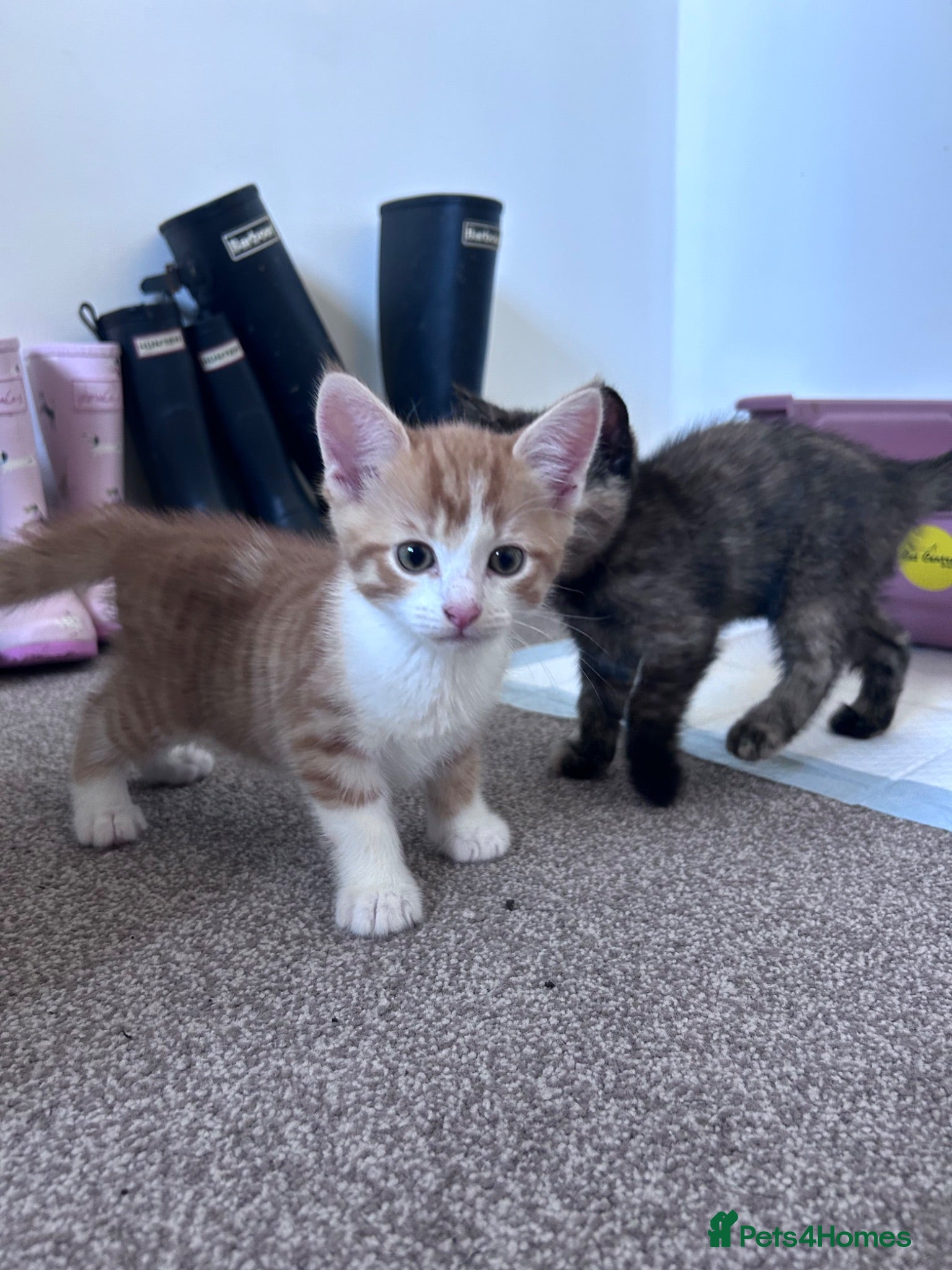Mixed Breed cats Ginger and Tortoise shell Kittens - Advert 11