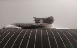 Mixed Breed cats for sale: Two beautifully marked boys - Image 5
