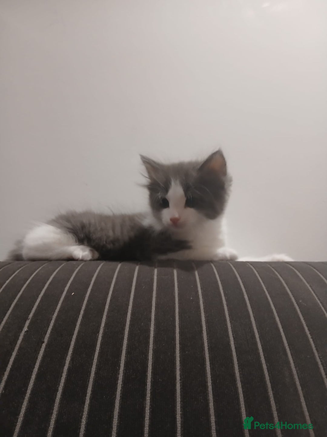Mixed Breed cats for sale: Two beautifully marked boys - Image 5