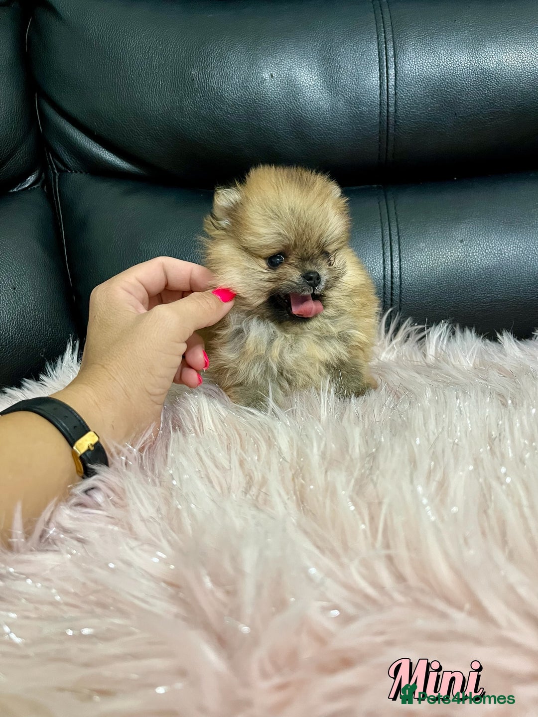 Pomeranian dogs for sale: 🔥Very Tiny🧸 Top Quality  - Image 18
