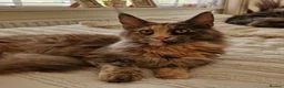 Maine Coon cats for sale: Maine Coon. TICA male - Advert 3