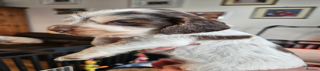 Cocker Spaniel Puppy 8