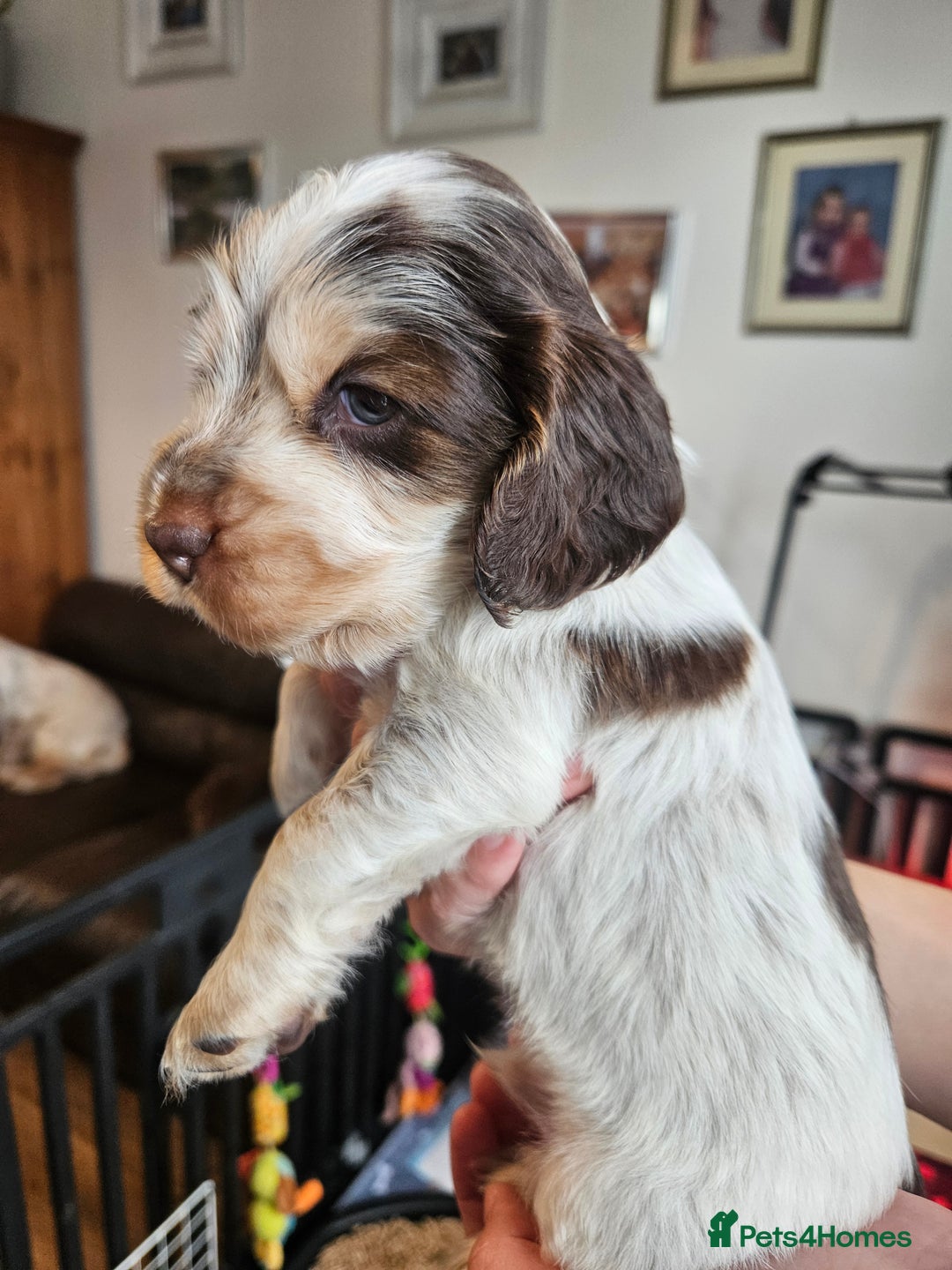 Cocker Spaniel dogs for sale: Sable Show Cocker spaniel Puppies ready now - Image 23