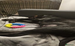 Labrador Retriever dogs for sale: Black Labrador puppy girl - Willow  - Image 5