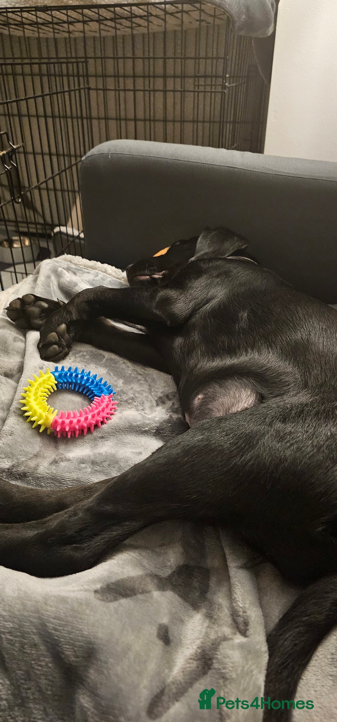 Labrador Retriever dogs for sale: Black Labrador puppy girl - Willow  - Image 5