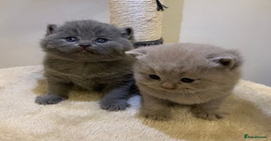 British Shorthair cats - Advert 2