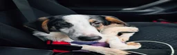 Mixed Breed dogs for adoption:  This is Jack — and Jack is a very good boy - Advert 3