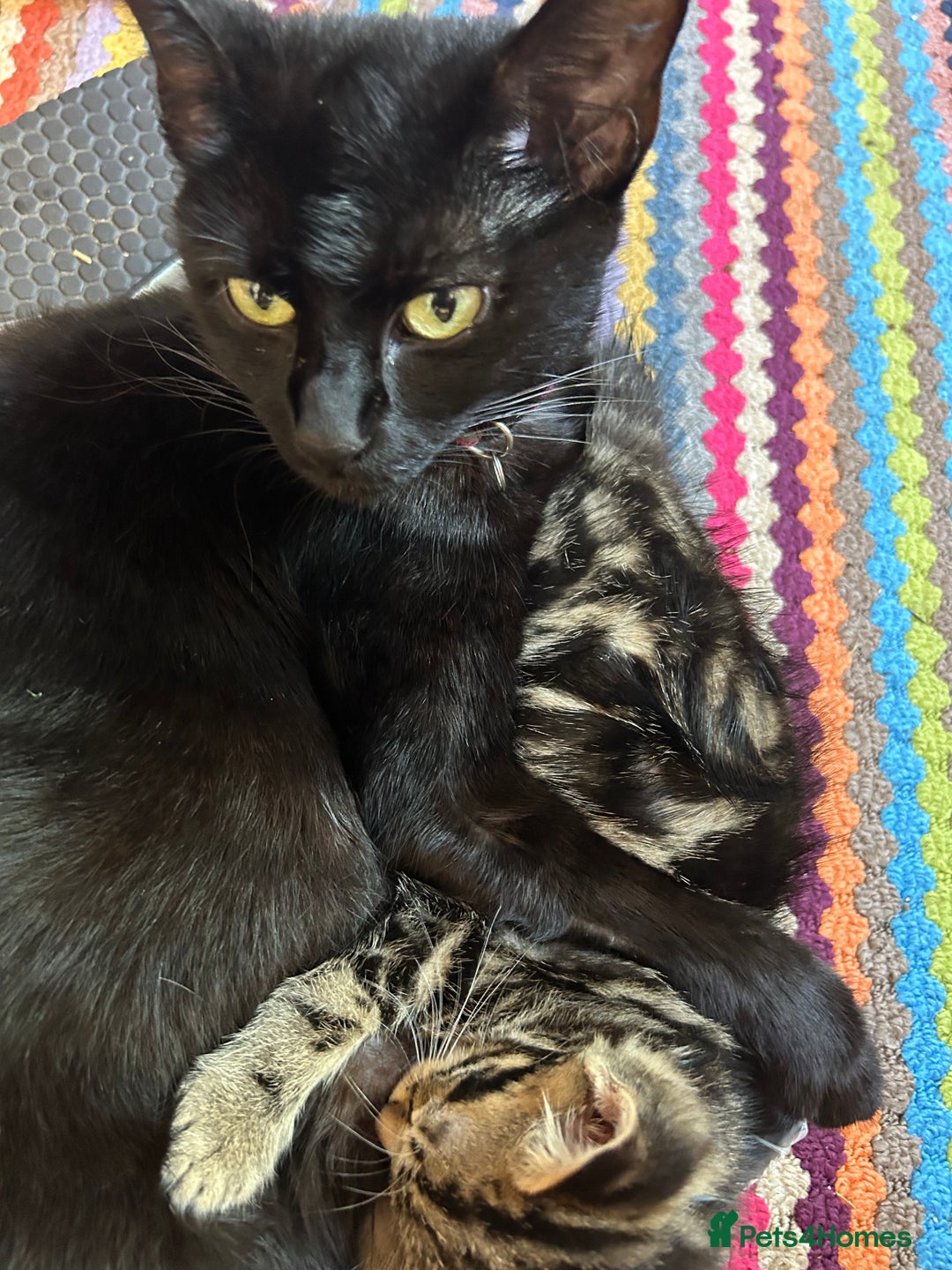Mixed Breed cats for sale: 3x playful and sweet little kittens - Image 13
