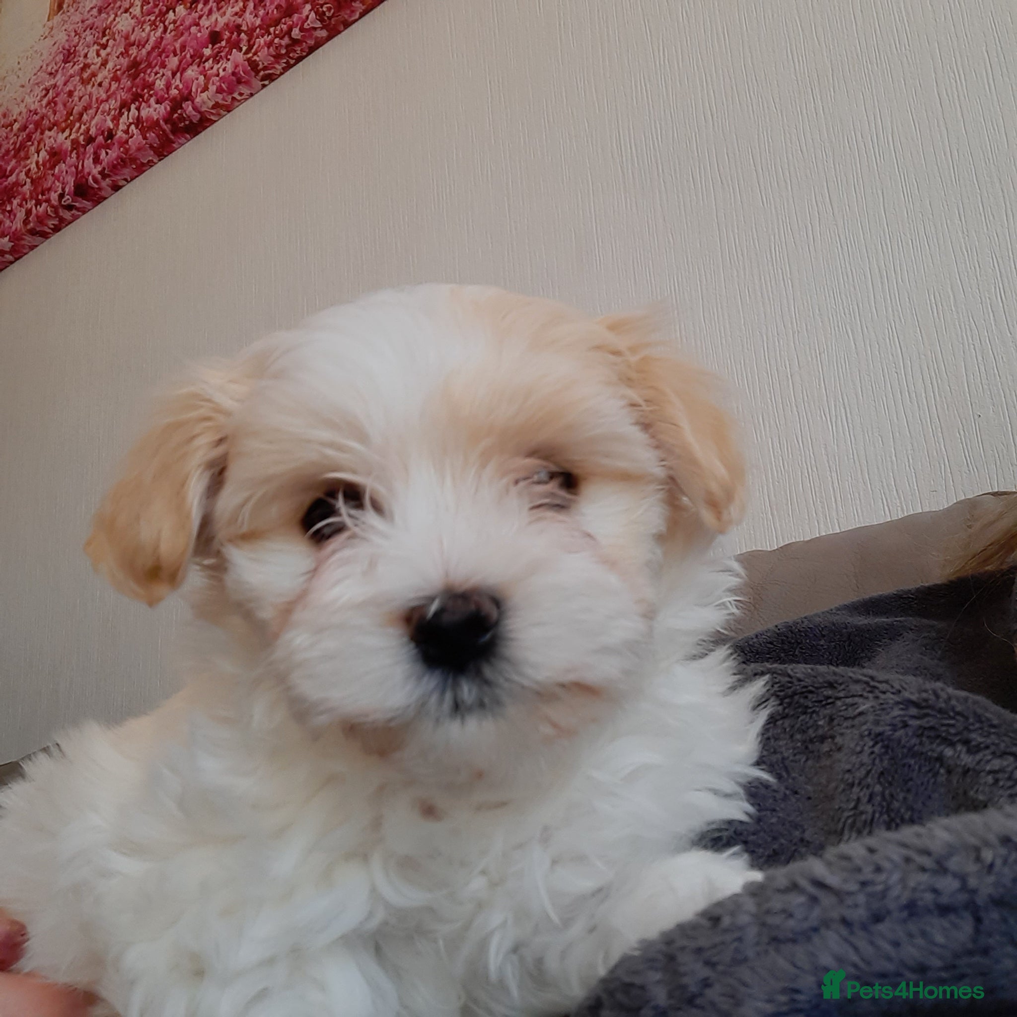 Mixed Breed dogs Kyi-Leos(Lhasa/Maltese)READY NOW 1 GIRL AVAILABLE  - Advert 11