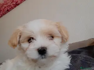 Mixed Breed dogs Kyi-Leos(Lhasa/Maltese)READY NOW 1 GIRL AVAILABLE - Advert 11