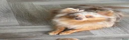 Pomeranian dogs for sale: Champion bloodlines KC registered Pomeranians - Advert 10