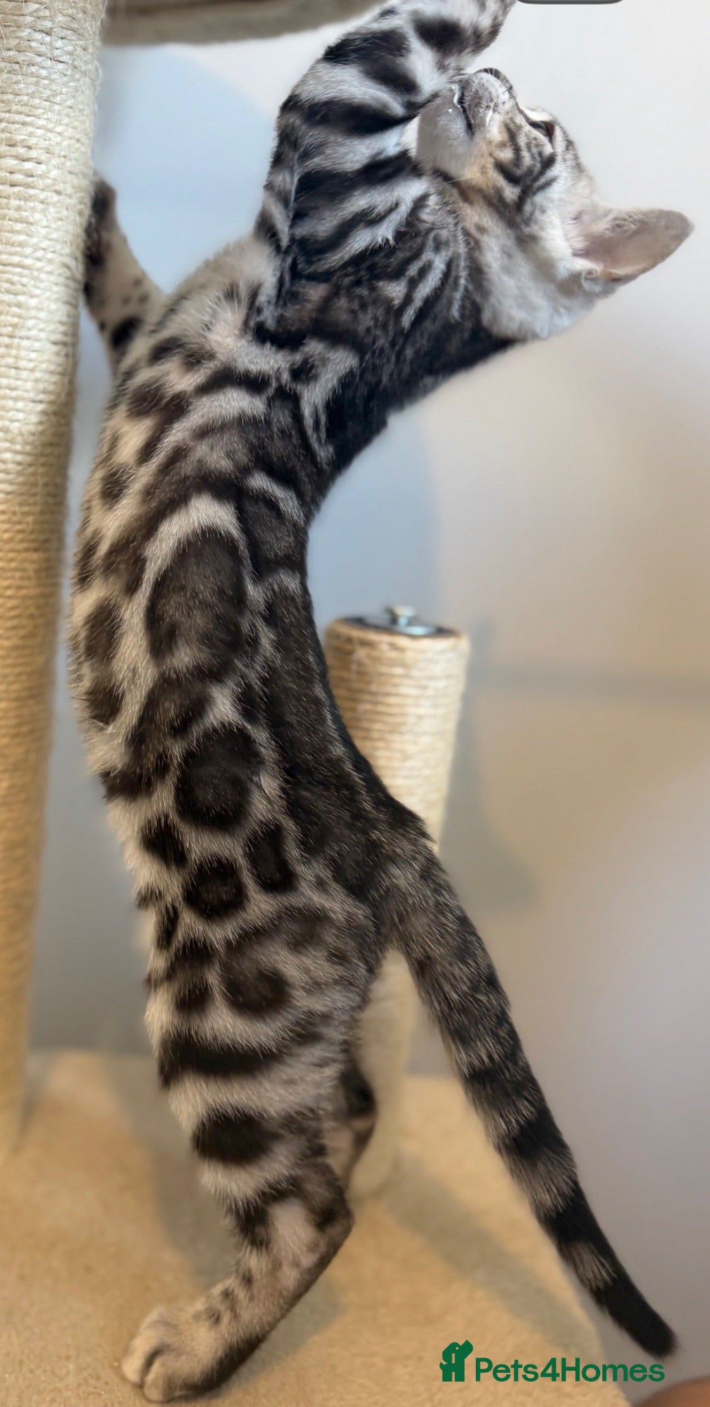 Bengal cats     🏆 Champion-Bred Silver Bengal Kitten - Advert 18