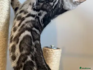 Bengal cats 🏆 Champion-Bred Silver Bengal Kitten - Advert 18