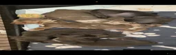 Dachshund dogs for sale: 1 female 4 male beautiful dachshund puppies  - Advert 20