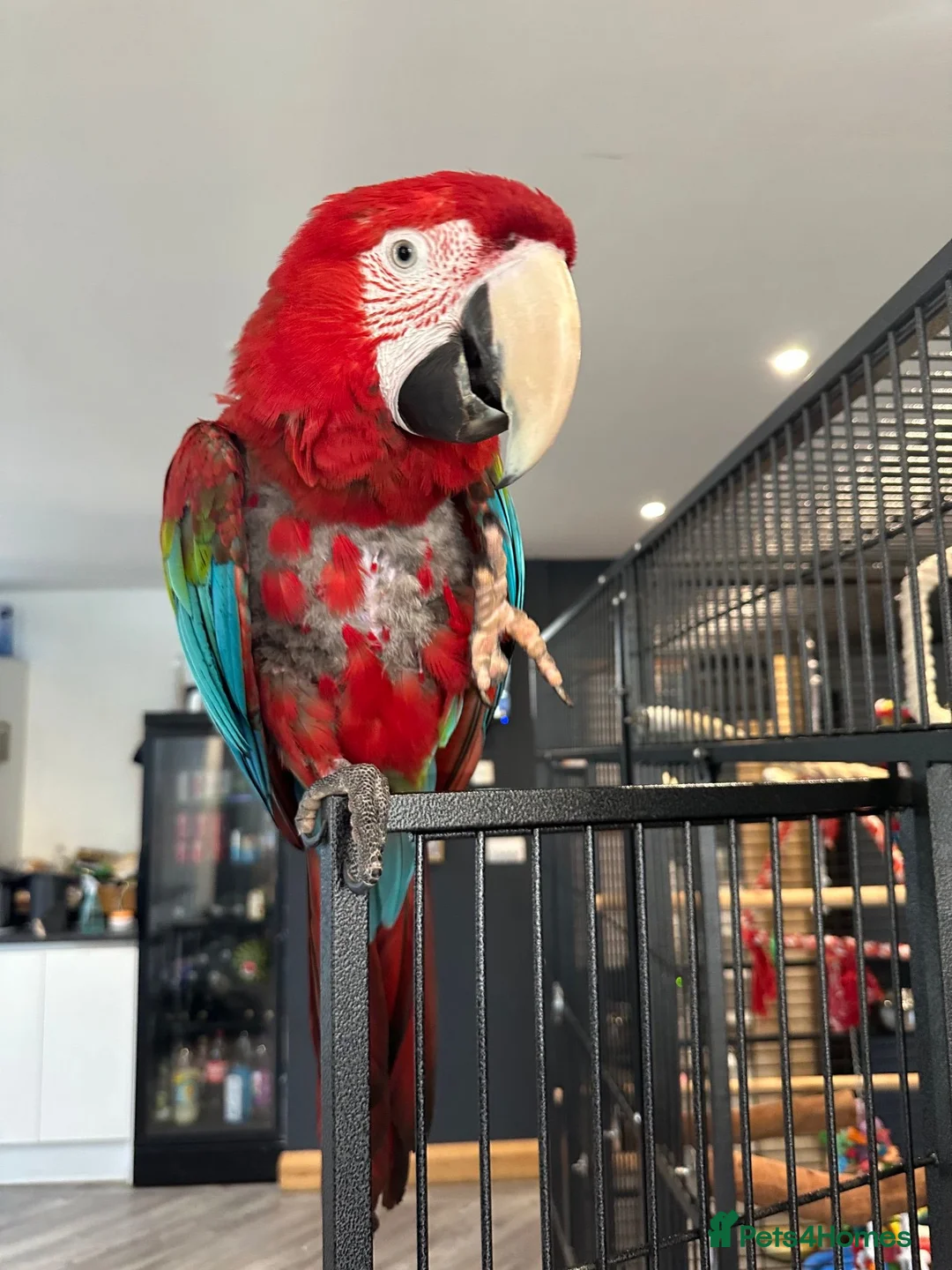 Macaws birds for sale: Green-Winged Macaw – Experienced Home Only, Surrey in Walton-on-Thames - Advert 6