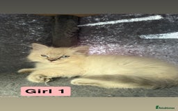 Ragdoll cats for sale: *stunning* litter of 7 ragdoll kittens  - Image 7