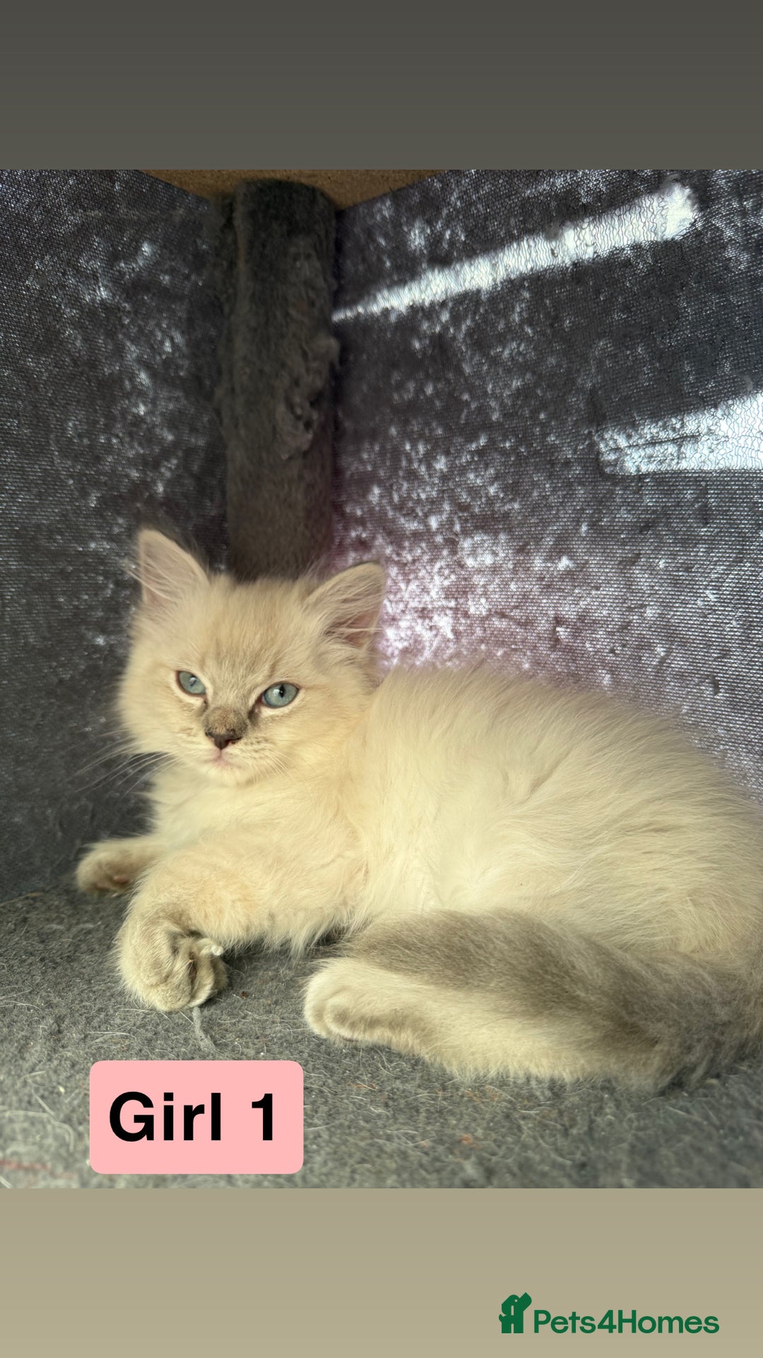 Ragdoll cats for sale: *stunning* litter of 7 ragdoll kittens  - Image 7