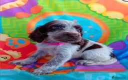 Cocker Spaniel dogs for sale: ❤️ Ready Now ❤️ Beautiful Cocker Spaniel Puppies - Image 2