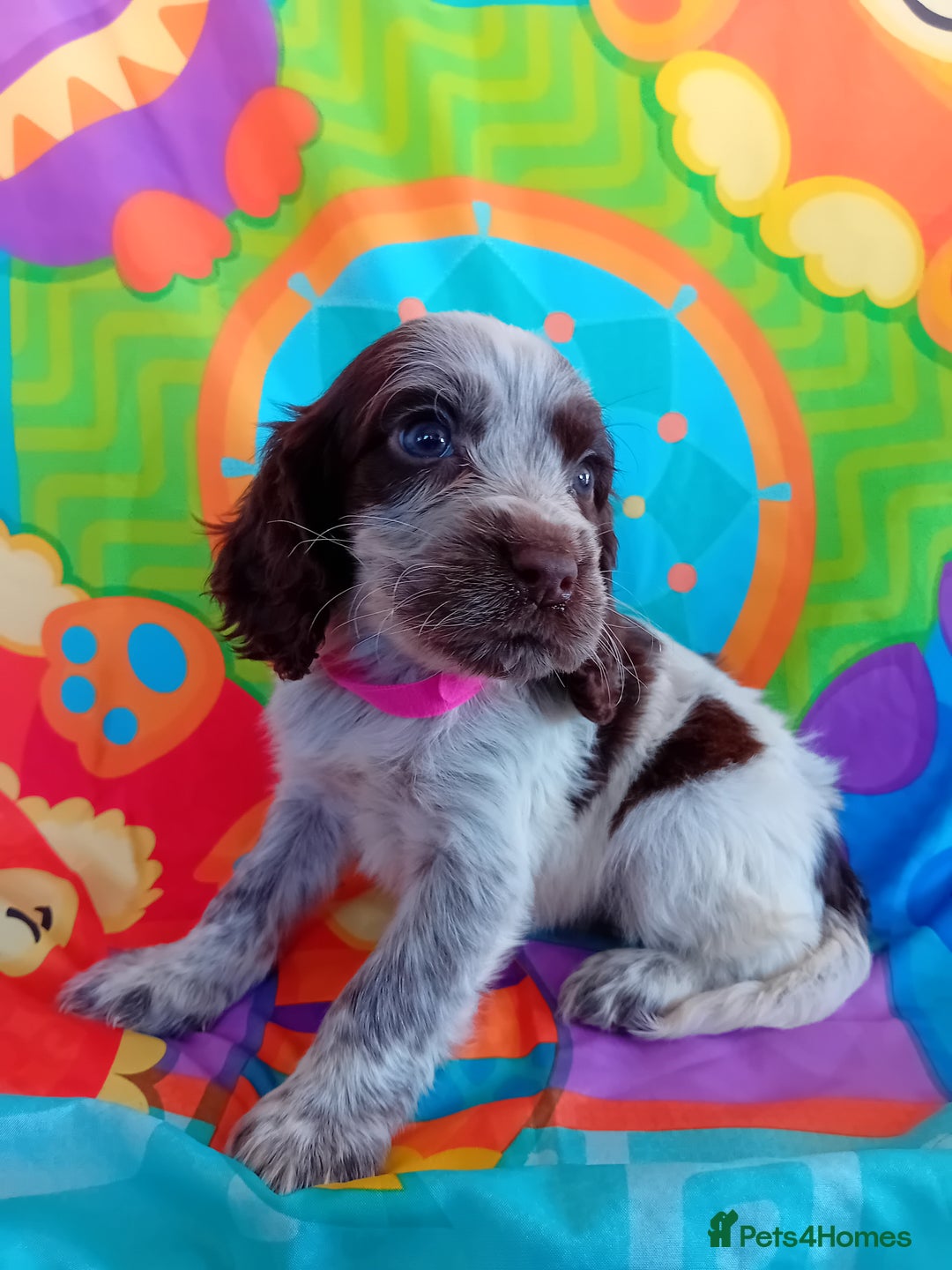 Cocker Spaniel dogs for sale: ❤️ Ready Now ❤️ Beautiful Cocker Spaniel Puppies - Image 2