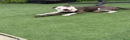 Staffordshire Bull Terrier dogs for stud: Up for stud  - Advert 6