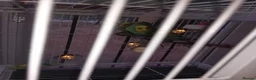 Budgerigars birds for sale: Budgies  in Kidderminster - Advert 3