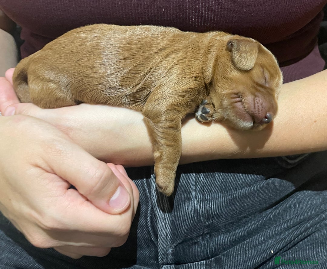 Cockapoo dogs for sale: F1 Purebed Red cockapoo 5 ⭐️ genetics & health - Image 4