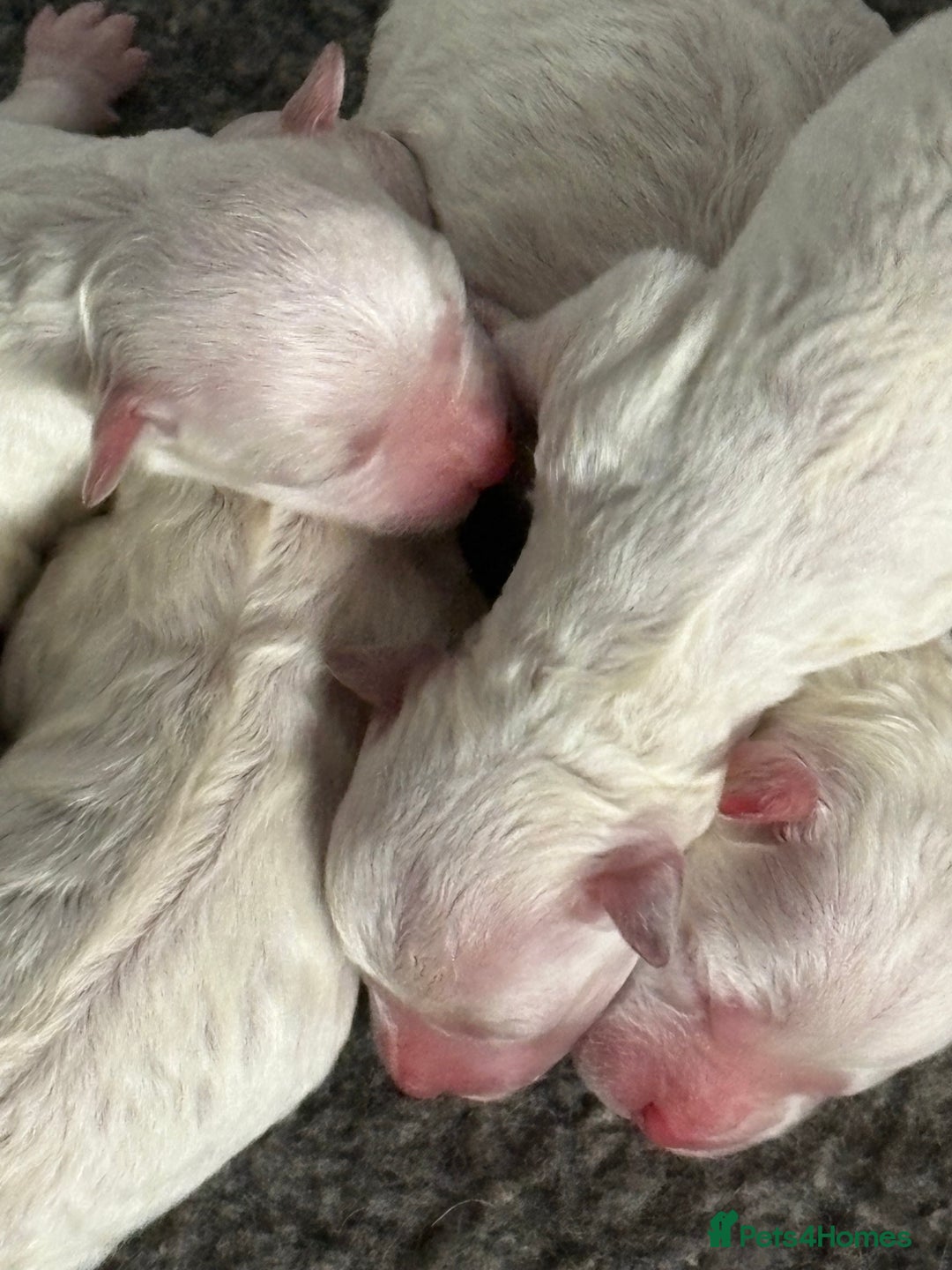 Bichon Frise dogs for sale: Pure Bred Bichon Frise Pups *REDUCED*  2 boys left - Image 5