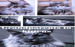 Maine Coon cats for sale: Stunning quality tica registered Mainecoon  - Image 14