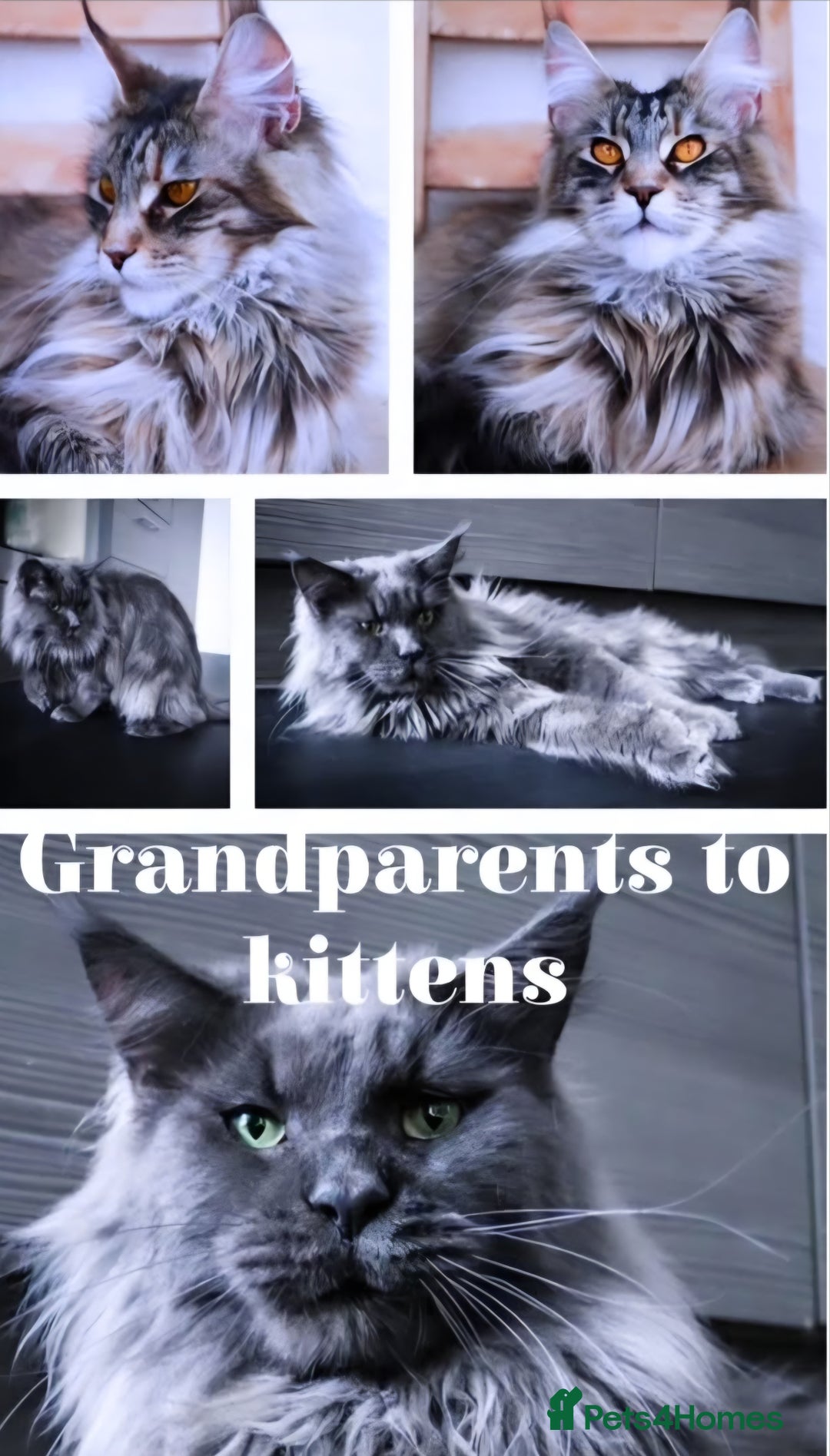Maine Coon cats for sale: Stunning quality tica registered Mainecoon  - Image 14