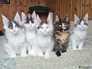 Maine Coon cats 2 Males and 2 Females maine coon kittens available - Advert 1