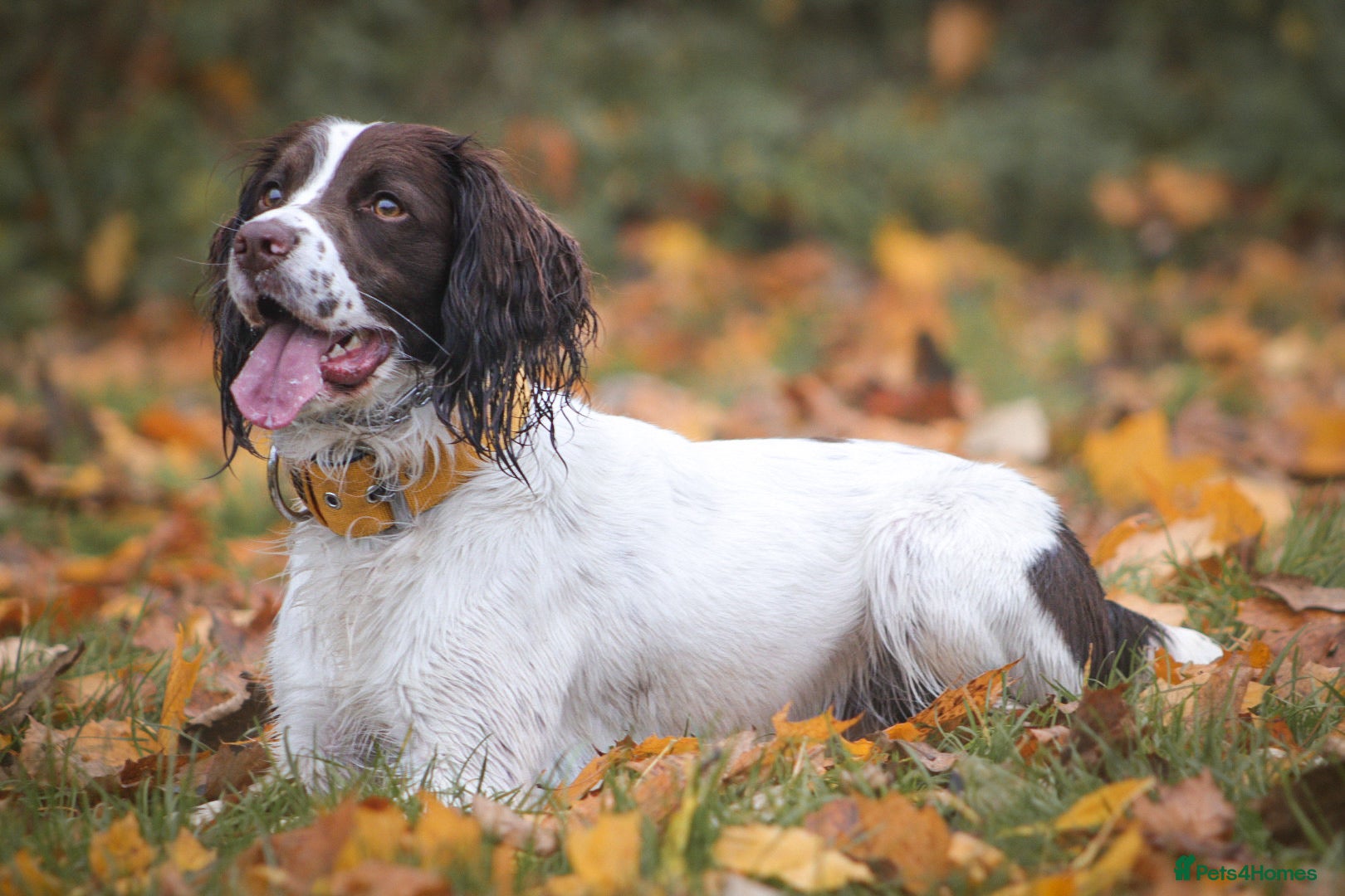 English Springer Spaniel dogs available stud (proven) - Advert 1