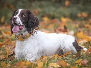 English Springer Spaniel dogs available stud (proven) - Advert 1