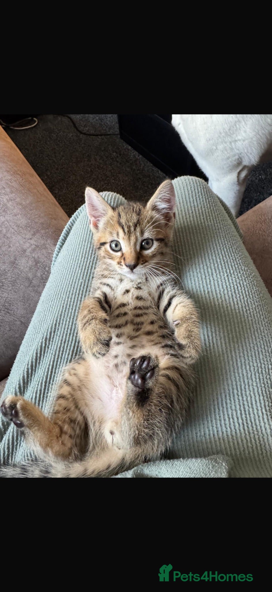 Mixed Breed cats 🐾 Beautiful Tabby Kittens Looking for  Homes 🐾 - Advert 3