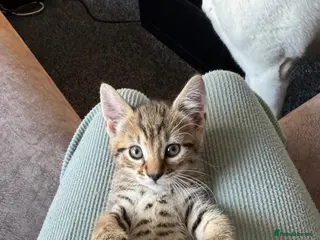 Mixed Breed cats 🐾 Beautiful Tabby Kittens Looking for Homes 🐾 - Advert 3